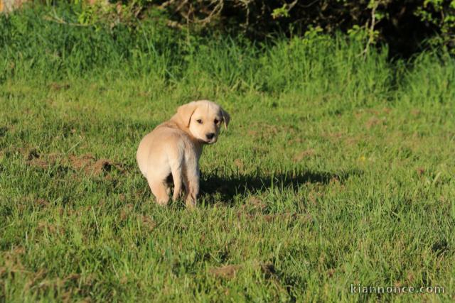 chiot labrador retriever pour adopter 