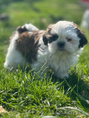 chiot shih tzu a donner 