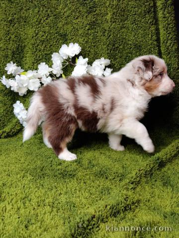 chiot berger australien disponible pour adoption 