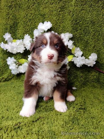 Dons chiot berger australien lof 