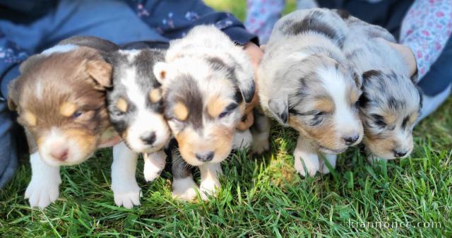 annonce des chiots berger australien disponible 