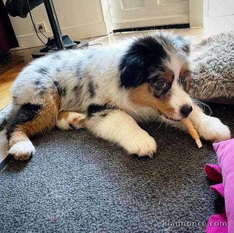 chiot berger australien disponible 