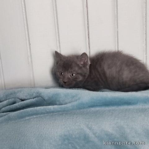 chaton chatreux a donner 