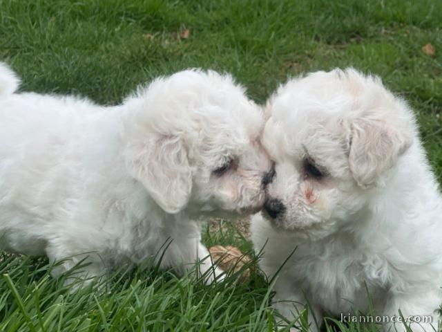 chiot bichon frisé a donner 