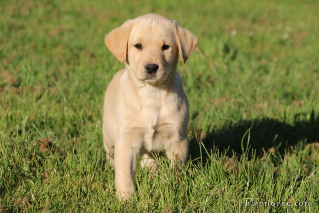 chiot labrador disponible a donner 