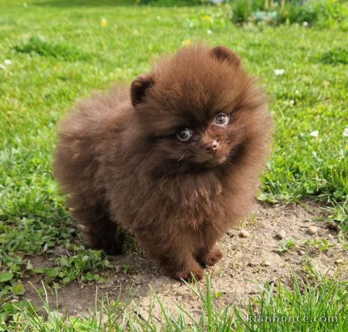 chiot spitz nain disponible pour adoption 