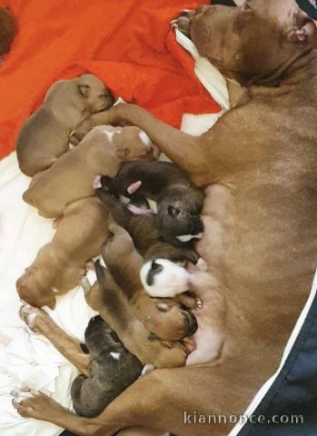 Adorables chiots pitt bull 