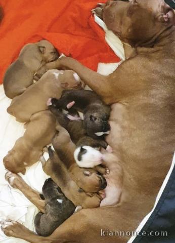 Adorables chiots pitt bull 