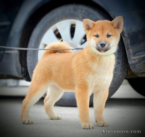 Shiba Inu chiots à vendre