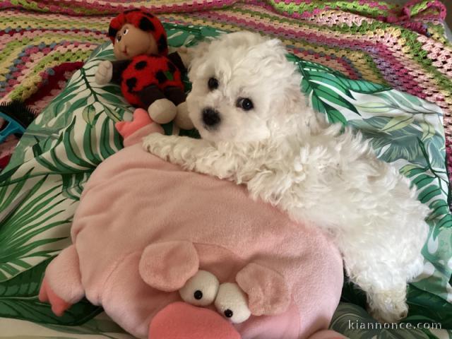 chiot bichon frisé a donner 