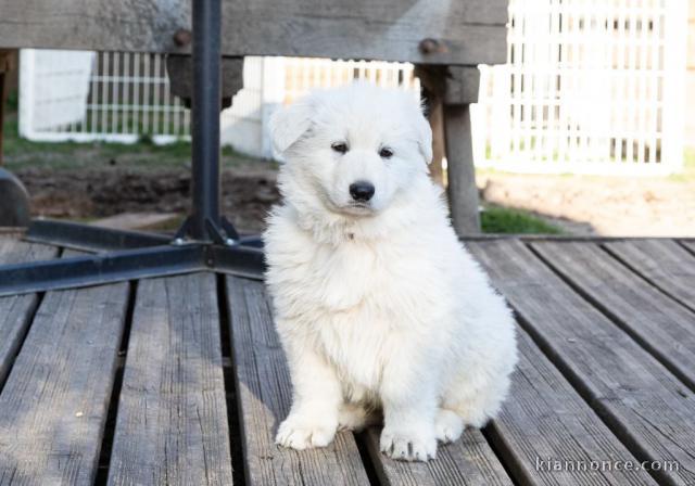 chiot samoyède à adopter 