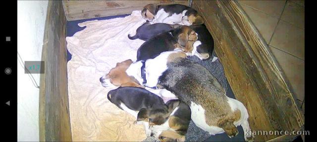 chiot beagle disponible pour adoption 