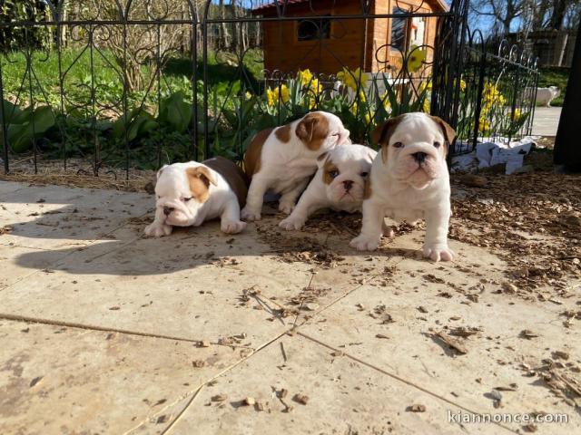 chiot bulldog anglais disponible pour adoption 