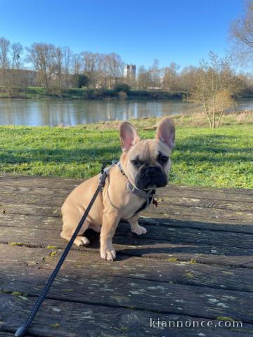 chiot bulldog français mâle à donner 