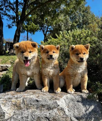 adoption chiot Shiba inu a donner 