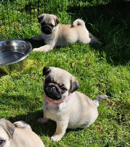 chiot carlin a donner 