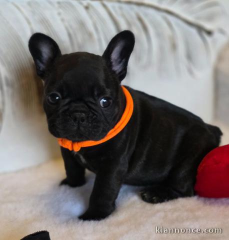 chiot bouledogue français à donner 