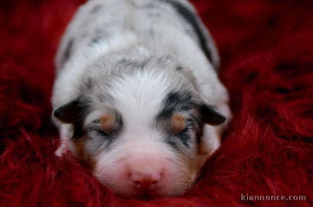 chiot berger australien lof à donner 