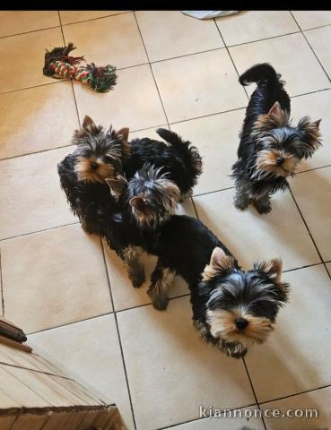chiot Yorkshire terrier mâle a donner 