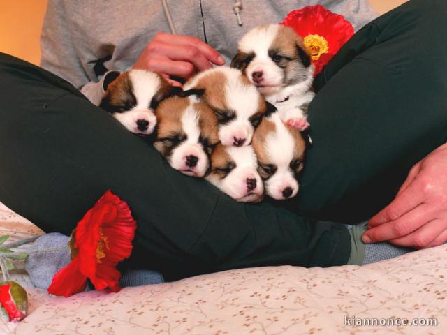 je donne chiot disponible 