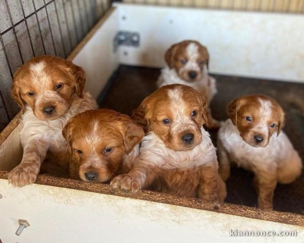 chiot épagneul breton à donner 