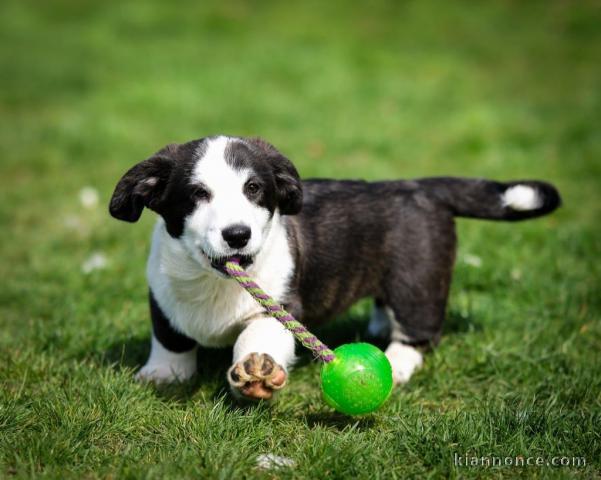 Chiots Welsh Corgi Cardigan à vendre 