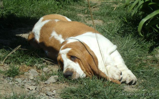 Chiots Basset Hound a donner 