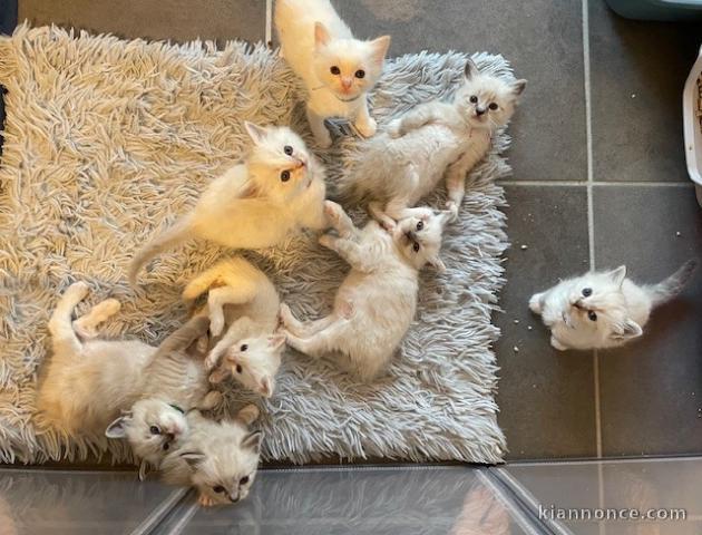 chaton ragdoll femelle et mâle à adopter 