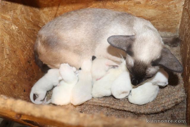 portée des Chatons Siamois disponible 