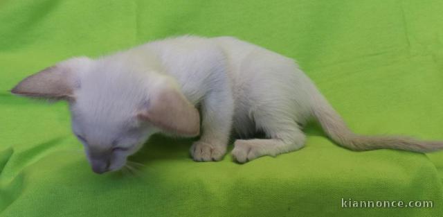 bébé chaton siamois LOOF mâle a donner 