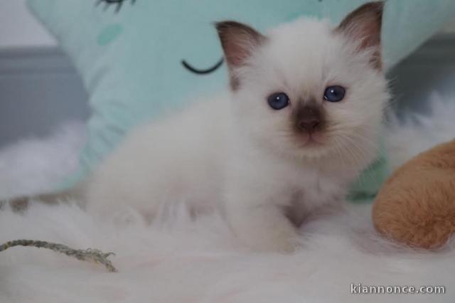 bébé chaton sacré brimanie a donner 