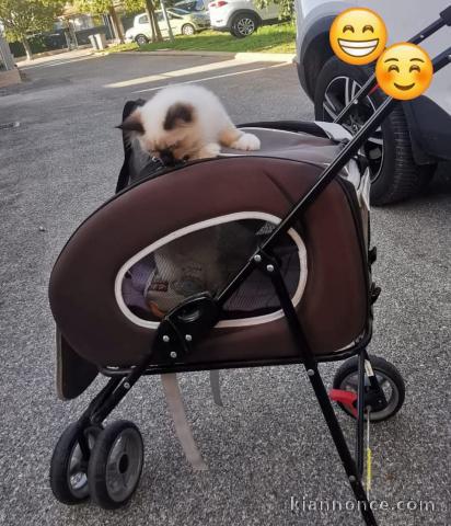 chaton sacré brimanie femelle 