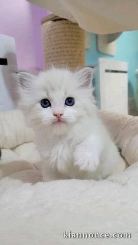 chaton sacré brimanie a donner 