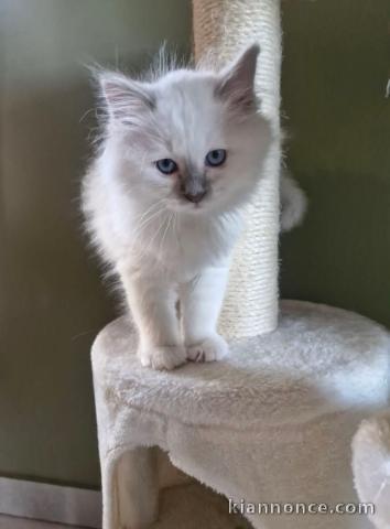 je donne chaton sacré brimanie disponible 