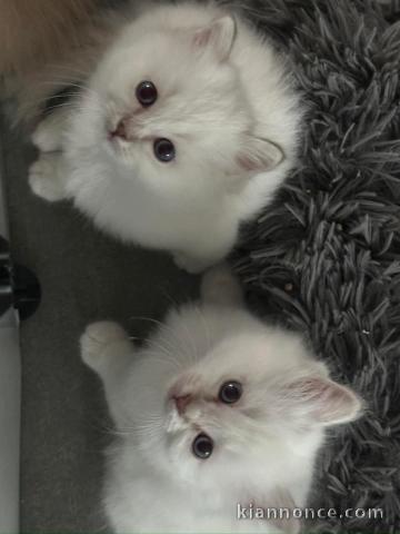 adoption chatons sacré brimanie 