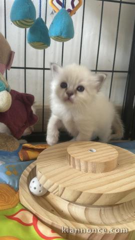 je donne chaton sacré brimanie 