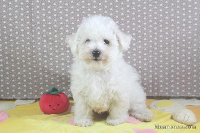 Adorable chiot bichon frisé a donner femelle 
