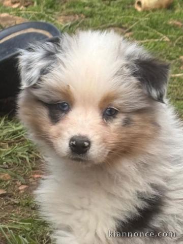 Mâle berger australien lof à adopter 