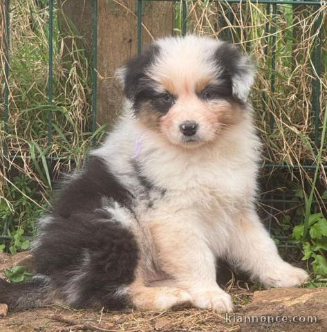 Je donne chiot berger australien 