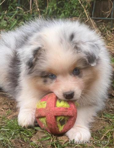 Magnifique chiot berger australien disponible 