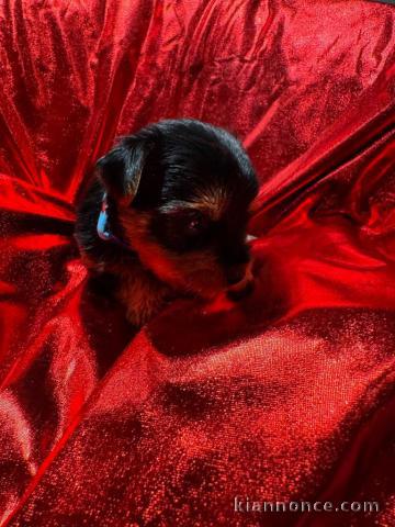 chiot Yorkshire terrier mâle a donner 