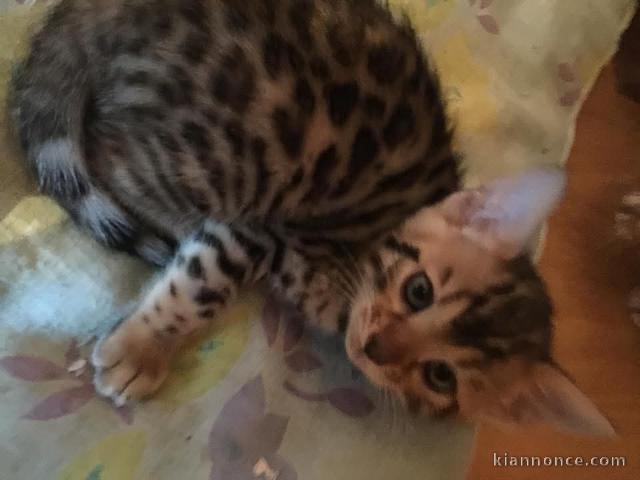 Magnifique chatons Bengal à adopter 
