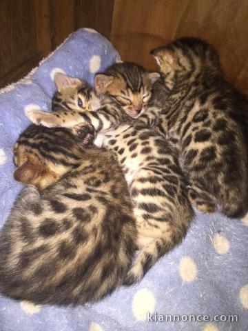 Adorable chaton Bengal disponible 