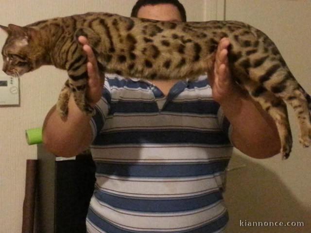 Disponible Bengal LOOF 