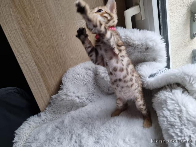 À adopter chaton Bengal femelle 
