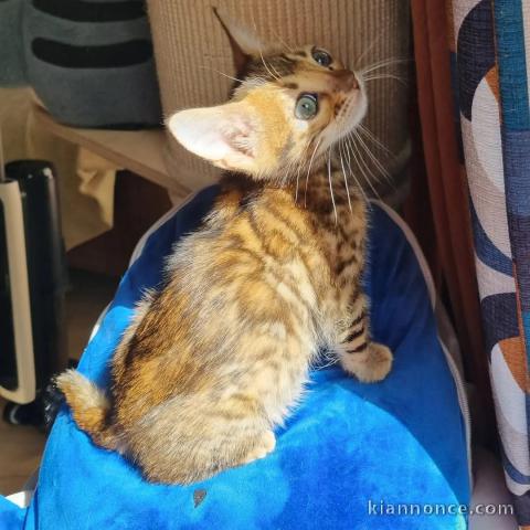À adopter mâle Bengal 