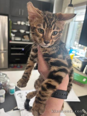 Je donne chaton Bengal mâle 