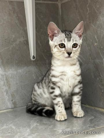 Sublime chaton Bengal disponible 