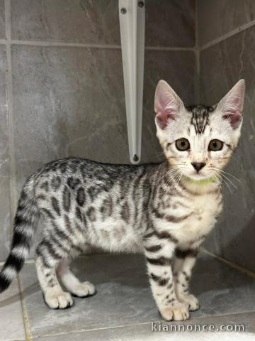 Bébé chaton Bengal disponible 