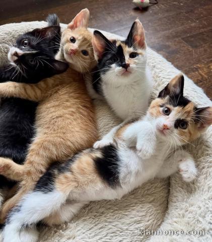 Adorables chatons Maine Coone 